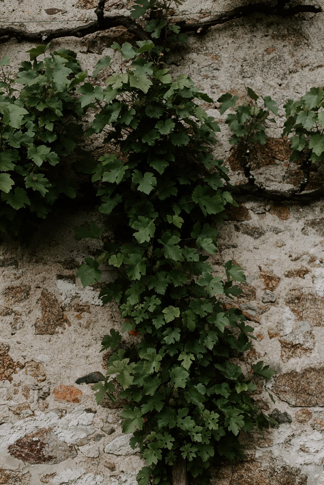 mariage_chateau_la_flocelliere_vendee_flavie_nelly_photographe-169-obonheurdesdames-decoration-mariage-location-vegetal